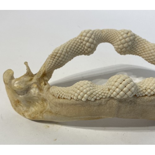 90 - Taxidermy Jaw of Ray. 21cm x 11cm x 8cm