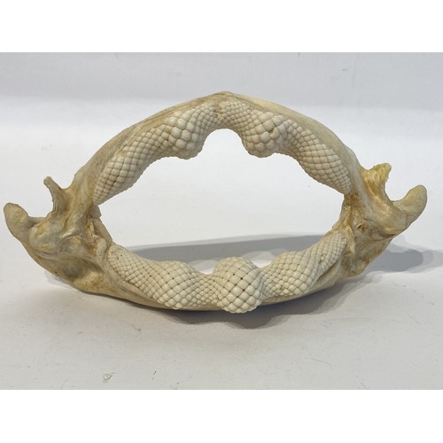 90 - Taxidermy Jaw of Ray. 21cm x 11cm x 8cm