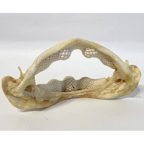 90 - Taxidermy Jaw of Ray. 21cm x 11cm x 8cm