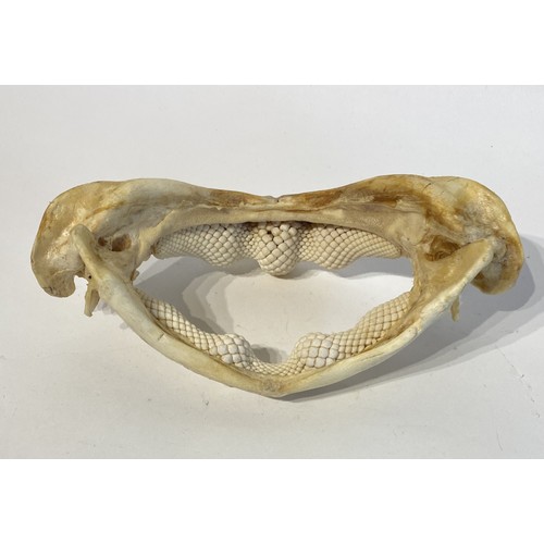 90 - Taxidermy Jaw of Ray. 21cm x 11cm x 8cm