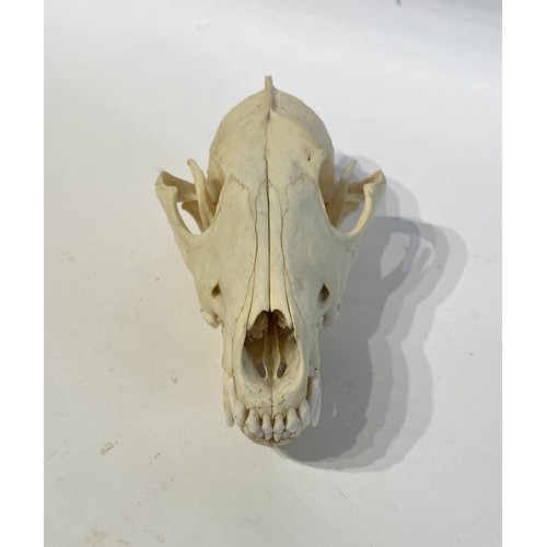 91 - Taxidermy Coyote Skull. 20cm x 10cm x 9cm