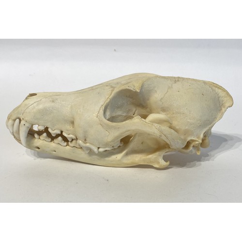 91 - Taxidermy Coyote Skull. 20cm x 10cm x 9cm