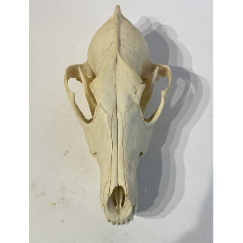 91 - Taxidermy Coyote Skull. 20cm x 10cm x 9cm