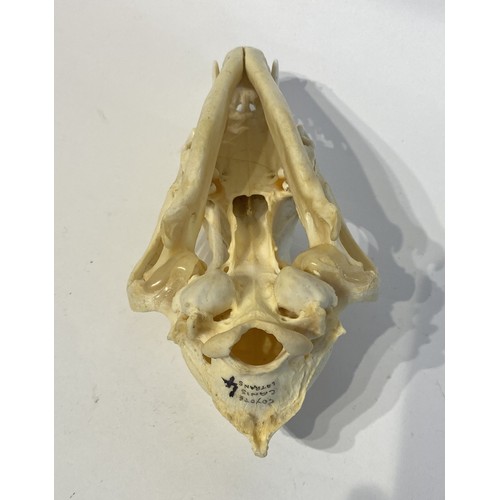 91 - Taxidermy Coyote Skull. 20cm x 10cm x 9cm