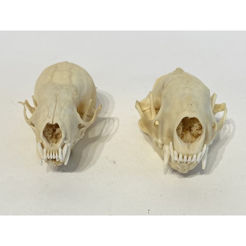 92 - Two Taxidermy Skulls to Include Skunk and Pine Marten Examples. 9cm x 5cm x 4cm