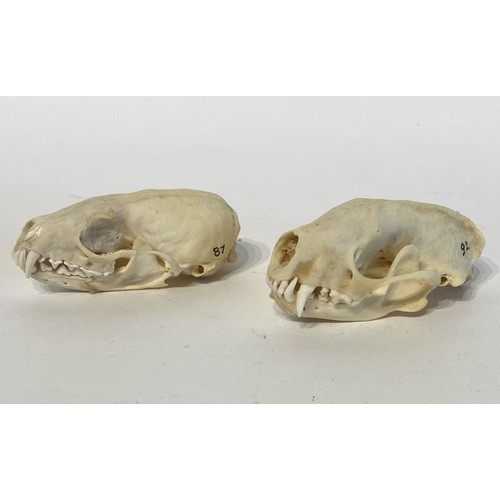 92 - Two Taxidermy Skulls to Include Skunk and Pine Marten Examples. 9cm x 5cm x 4cm