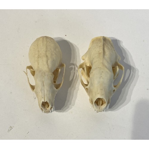 92 - Two Taxidermy Skulls to Include Skunk and Pine Marten Examples. 9cm x 5cm x 4cm