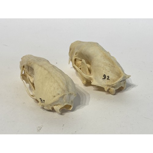 92 - Two Taxidermy Skulls to Include Skunk and Pine Marten Examples. 9cm x 5cm x 4cm