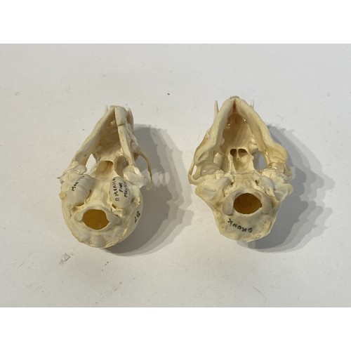 92 - Two Taxidermy Skulls to Include Skunk and Pine Marten Examples. 9cm x 5cm x 4cm