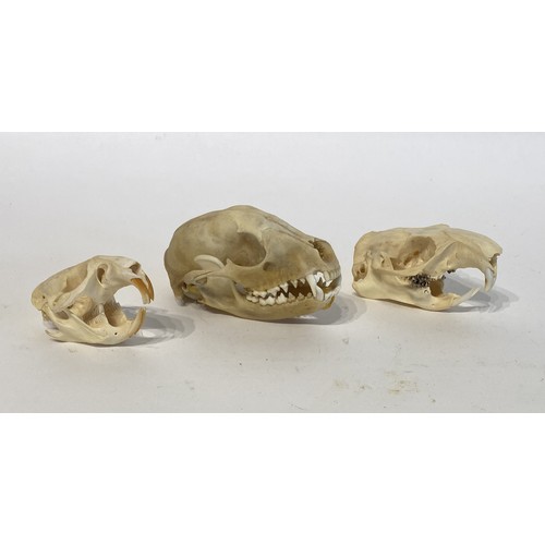 93 - Three Taxidermy Skulls to Include Muskrat, Raccoon and Ground Hog Examples. Largest 11cm x 8cm x 6cm