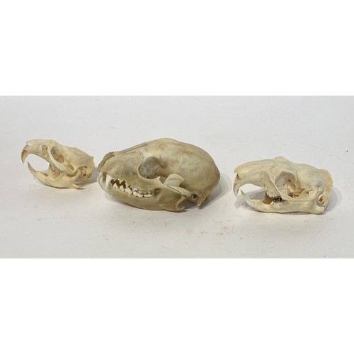 93 - Three Taxidermy Skulls to Include Muskrat, Raccoon and Ground Hog Examples. Largest 11cm x 8cm x 6cm