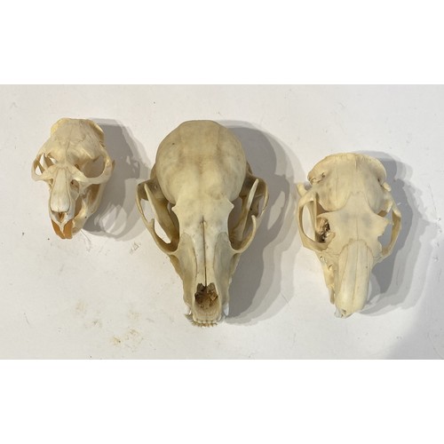 93 - Three Taxidermy Skulls to Include Muskrat, Raccoon and Ground Hog Examples. Largest 11cm x 8cm x 6cm