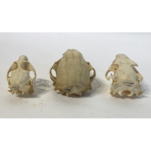 93 - Three Taxidermy Skulls to Include Muskrat, Raccoon and Ground Hog Examples. Largest 11cm x 8cm x 6cm