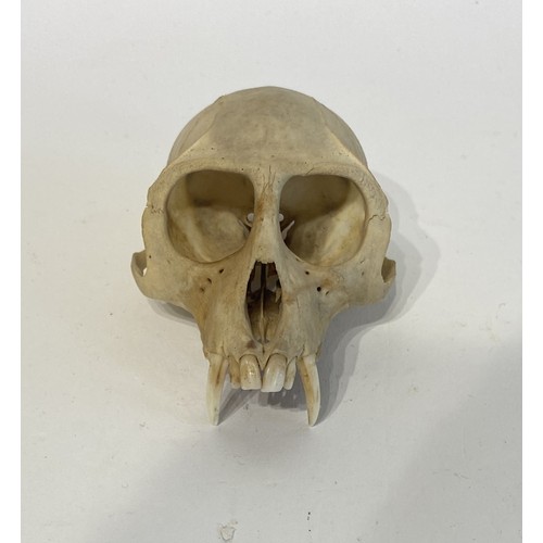 94 - Taxidermy Verat Monkey Skull Chlorocebus pygerythrus Appendix ll Annex B Exempt  . 11cm x 8cm x 6cm