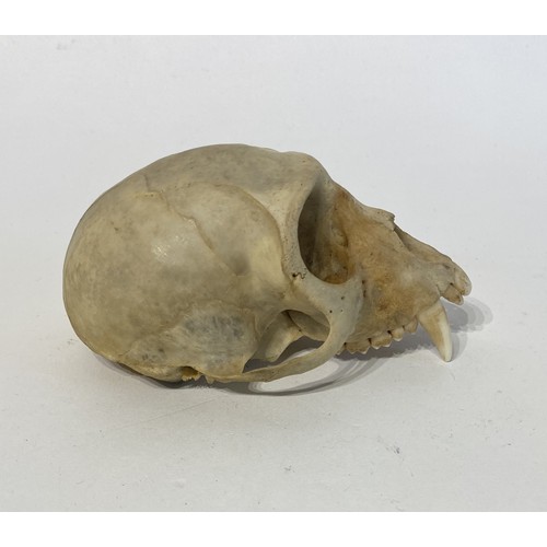 94 - Taxidermy Verat Monkey Skull Chlorocebus pygerythrus Appendix ll Annex B Exempt  . 11cm x 8cm x 6cm