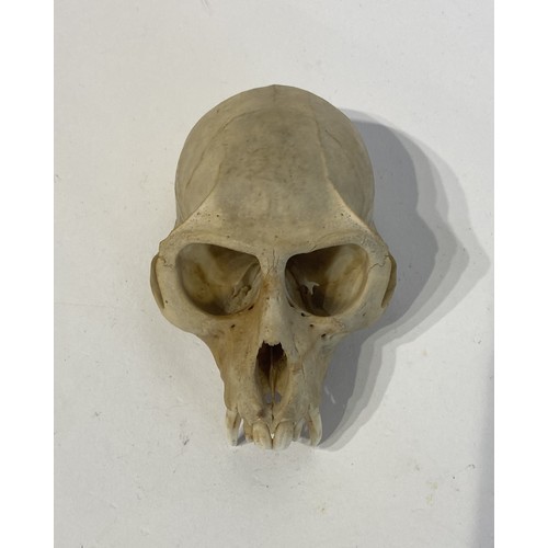 94 - Taxidermy Verat Monkey Skull Chlorocebus pygerythrus Appendix ll Annex B Exempt  . 11cm x 8cm x 6cm