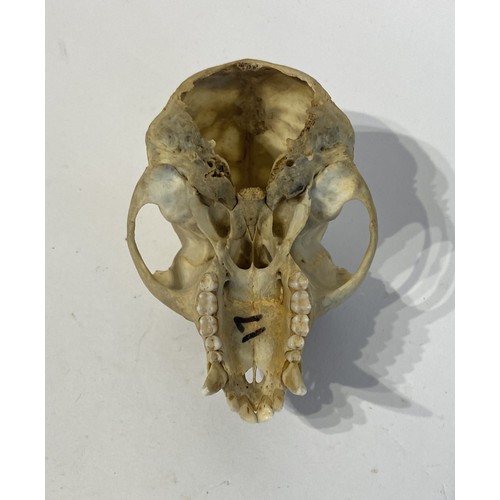 94 - Taxidermy Verat Monkey Skull Chlorocebus pygerythrus Appendix ll Annex B Exempt  . 11cm x 8cm x 6cm