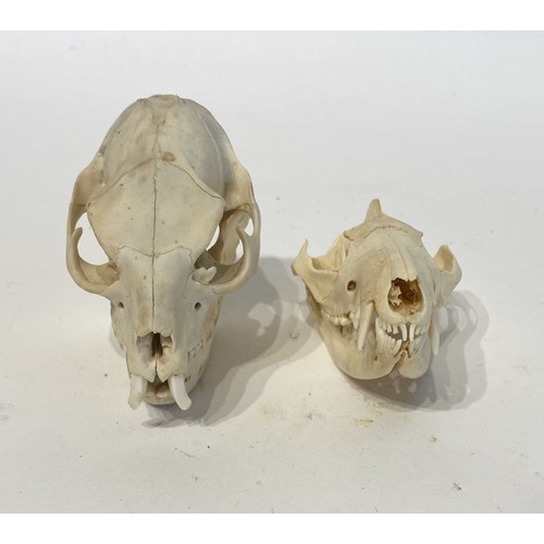 95 - Two Taxidermy Skulls to Include Rock Hyrax and Possum Examples. 9cm x 8cm x 6cm