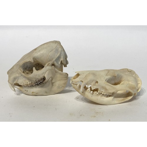 95 - Two Taxidermy Skulls to Include Rock Hyrax and Possum Examples. 9cm x 8cm x 6cm