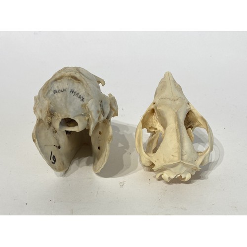 95 - Two Taxidermy Skulls to Include Rock Hyrax and Possum Examples. 9cm x 8cm x 6cm