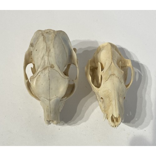 95 - Two Taxidermy Skulls to Include Rock Hyrax and Possum Examples. 9cm x 8cm x 6cm