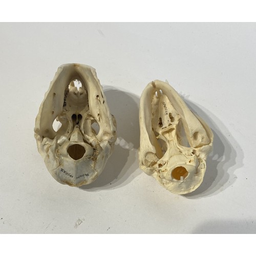 95 - Two Taxidermy Skulls to Include Rock Hyrax and Possum Examples. 9cm x 8cm x 6cm