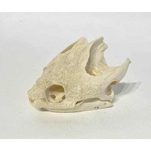 96 - Taxidermy Skull of a Common Snapping Turtle. 10cm x 8cm x 7cm