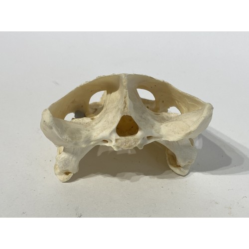 96 - Taxidermy Skull of a Common Snapping Turtle. 10cm x 8cm x 7cm