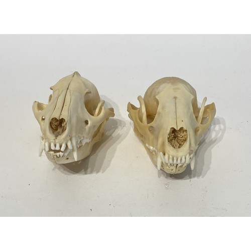 97 - Two Taxidermy Raccoon Skulls. 13cm x 7cm x 7cm