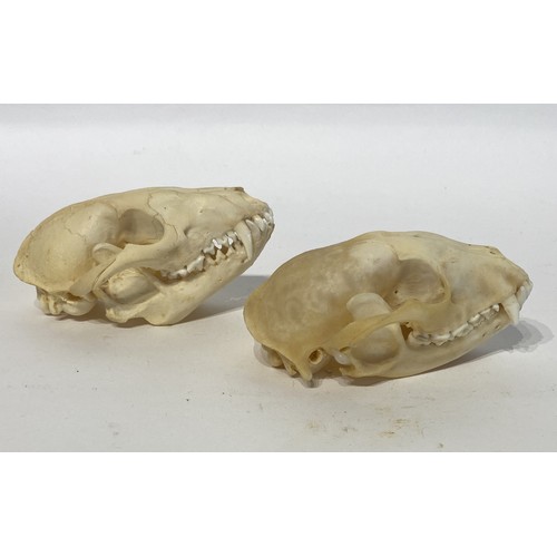 97 - Two Taxidermy Raccoon Skulls. 13cm x 7cm x 7cm