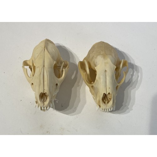 97 - Two Taxidermy Raccoon Skulls. 13cm x 7cm x 7cm