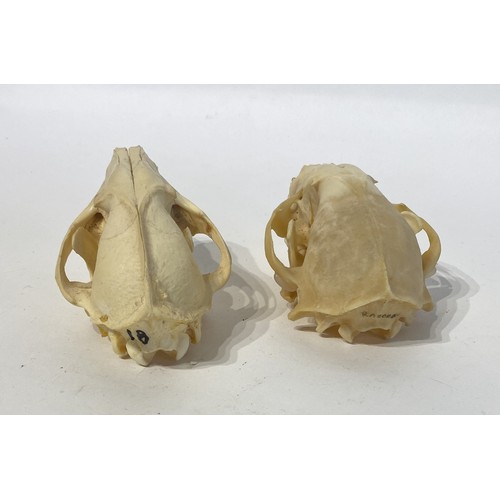 97 - Two Taxidermy Raccoon Skulls. 13cm x 7cm x 7cm