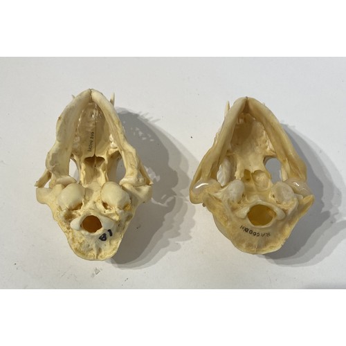 97 - Two Taxidermy Raccoon Skulls. 13cm x 7cm x 7cm