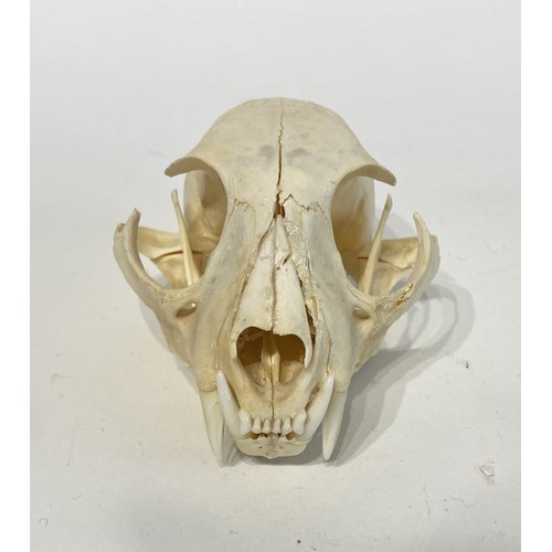 98 - Taxidermy Bobcat Skull. 12cm x 8cm x 7cm