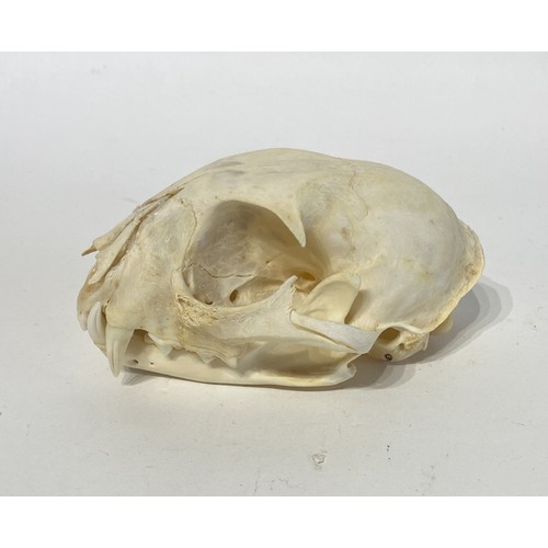 98 - Taxidermy Bobcat Skull. 12cm x 8cm x 7cm