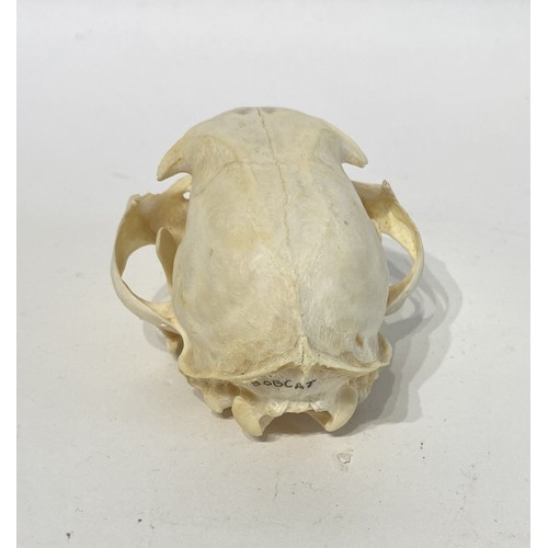 98 - Taxidermy Bobcat Skull. 12cm x 8cm x 7cm