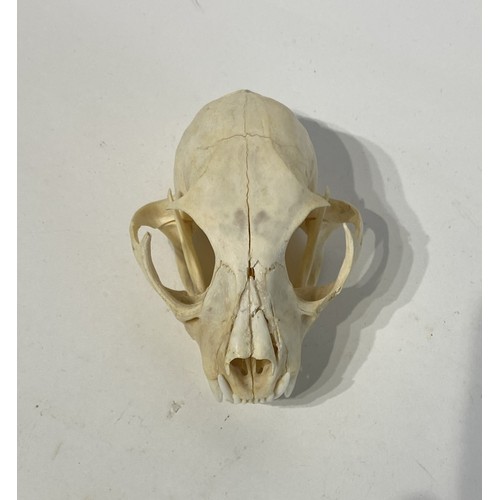 98 - Taxidermy Bobcat Skull. 12cm x 8cm x 7cm