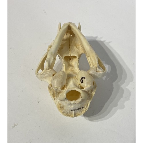 98 - Taxidermy Bobcat Skull. 12cm x 8cm x 7cm