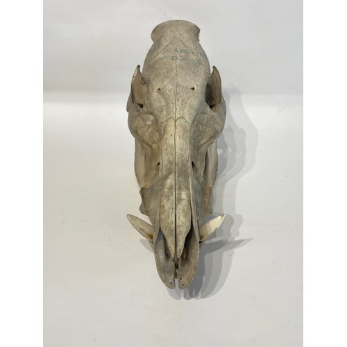 99 - Taxidermy Wild Boar Skull 32cm x 24cm x 13cm