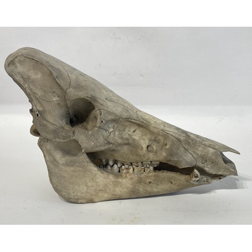 99 - Taxidermy Wild Boar Skull 32cm x 24cm x 13cm