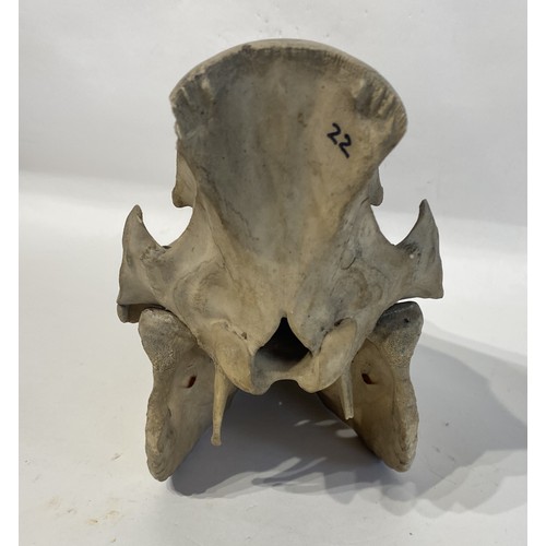 99 - Taxidermy Wild Boar Skull 32cm x 24cm x 13cm