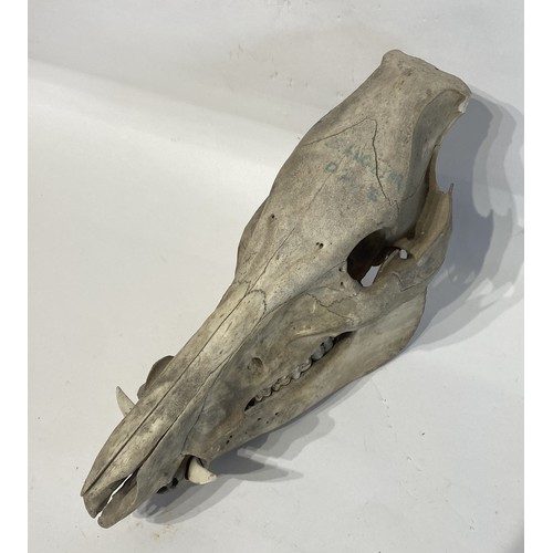 99 - Taxidermy Wild Boar Skull 32cm x 24cm x 13cm