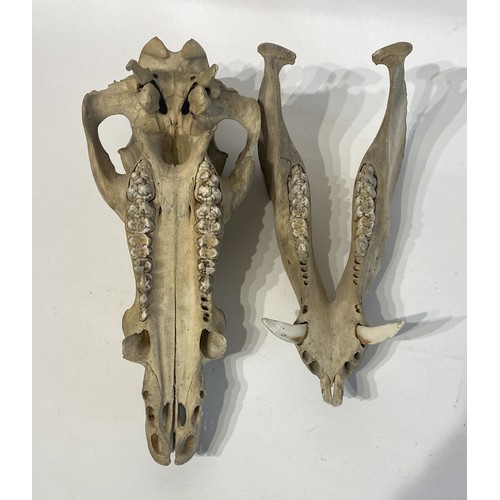 99 - Taxidermy Wild Boar Skull 32cm x 24cm x 13cm