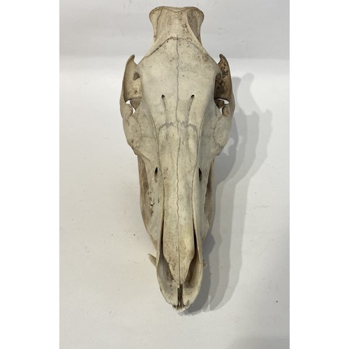 100 - Taxidermy Boar Skull. 30cm x 19cm x 13cm