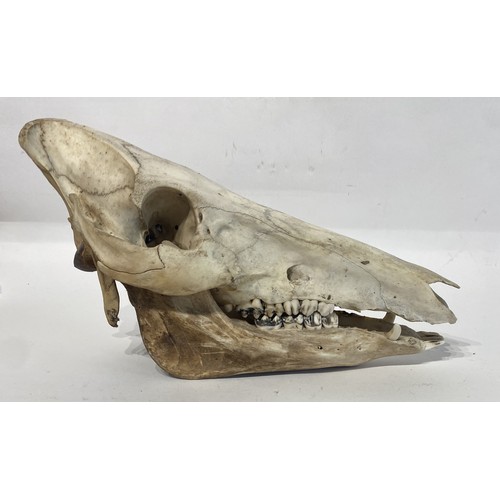 100 - Taxidermy Boar Skull. 30cm x 19cm x 13cm