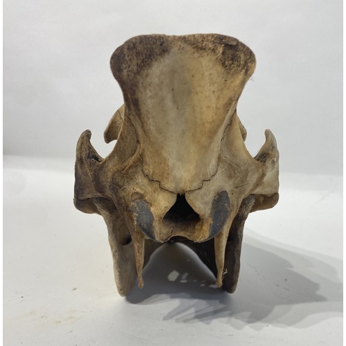 100 - Taxidermy Boar Skull. 30cm x 19cm x 13cm