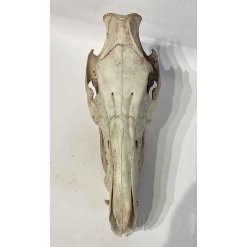 100 - Taxidermy Boar Skull. 30cm x 19cm x 13cm