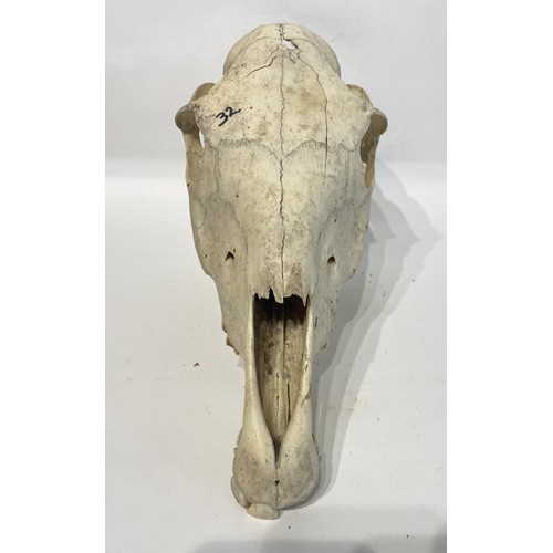 101 - Taxidermy Pony Skull. 31cm x 24cm x 17cm