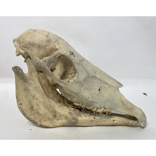 101 - Taxidermy Pony Skull. 31cm x 24cm x 17cm