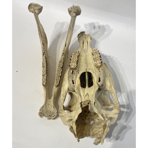 101 - Taxidermy Pony Skull. 31cm x 24cm x 17cm